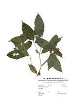 藏品(黃花鳳仙花)的圖片